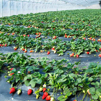 Film plastique perforé en PE noir de 15 m, 10 kg/rouleau, pour désherbage agricole, piments, fraises, jeunes plants d'arbres fruitiers, isolation