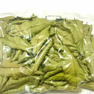 Exportación de Vietnam hojas de guayaba secas y estándar HOJAS DE GUAYABA SECA, 100% - Product Image 3