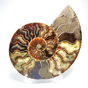 멋진 천연 보석 옥 암모나이트 화석 슬라이스 마다가스카르 조개 조가비 바다 달팽이 화석 치유 선물