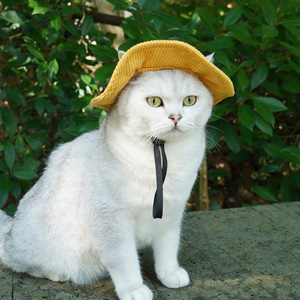 Chongtapet - Sombrero de vaquero monocromático para mascotas, sombrero de verano para gatos, para uso en exteriores - Product Image 2