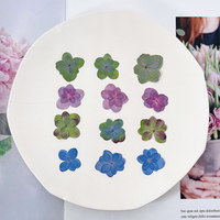 Fiori di Ortensia a Doppio Petalo per Creazione di Biglietti, Gioielli in Resina, Fiori Veri Pressati Naturali ed Ecologici