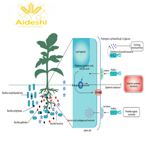 Agente Microbiano Probiótico de <span class=keywords><strong>Biocontrol</strong></span>, Fertilizante Orgánico, Diatomeas, Algas, Ácido Húmico Líquido, Aminoácidos, 100% Pureza, Acción Rápida - Product Image 5