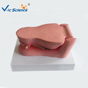 Modelo Anatómico de Dientes de Perro, Modelo de Anatomía Animal, Modelo Médico Educativo - Product Image 4