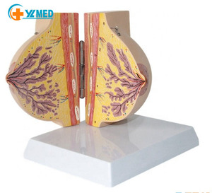 Medisch schoolonderwijs gebruikt anatomisch model van de borst in de periode van menselijke stasis, postpartum herstel, rustende borst, anatomisch model - Product Image 1