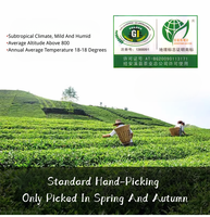 Premium Bio-Krawatte Guan Yin Oolong Tee Bulk Boxed Lose Schnecke-Enge Sandy Green Blätter Orchidee Milch aroma Glatter Schlankheit stee