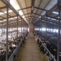 Bâtiment à structure portique en acier de qualité supérieure pour l'élevage de bovins laitiers et de veaux