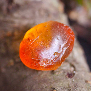 桃の果樹から採取した天然桃膠（ピーチガム）卸売 - Product Image 6