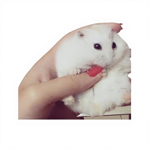 2026 Generation Hair Small Hamster Three-Line <strong>Pudding</strong> Zicang Silver Fox Living Thing Golden Bear Long Haired Curly Bear Short - Product Image 1