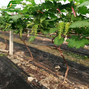 Feuille <span class=keywords><strong>de</strong></span> contrôle d'herbe non tissée <span class=keywords><strong>de</strong></span> spunbond <span class=keywords><strong>de</strong></span> la couleur pp noire stable UV - Product Image 2