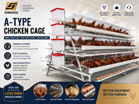 Équipement d'élevage en cage pour poules pondeuses, cages en batterie de type A galvanisées pour poulets de ferme avicole