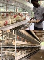 Système de cages en couches pour poulets, système de cages intelligentes pour poules pondeuses, cage avicole automatique en treillis galvanisé de type H