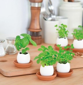 Huevo <span class=keywords><strong>de</strong></span> semilla mágica-Huevo <span class=keywords><strong>de</strong></span> semilla listo para germinar-Responsabilidad para los niños, gran decoración, regalo perfecto - Product Image 3