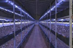 Film d'ensilage <span class=keywords><strong>agricole</strong></span> noir et blanc, film de serre Panda, bâche en polyéthylène pour silo, feuille plastique, couverture de bunker, best-seller - Product Image 5