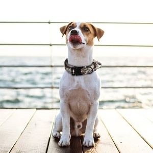 <span class=keywords><strong>Collar</strong></span> de entrenamiento para perros, <span class=keywords><strong>collar</strong></span> de hebilla de plástico ajustable de nailon acolchado, <span class=keywords><strong>collar</strong></span> táctico para perros - Product Image 6