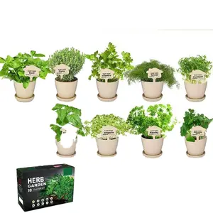 Biodegradable Potted Plant Growing Kit Flowers Indoor Potted Garden Green Plants Bloom All Year Round
