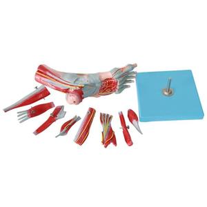 Hoogwaardige Menselijke Voet Anatomie Model Met Neurovasculaire Ligamenten Enkelgewricht Spier Vasculaire Ligament - Product Image 6