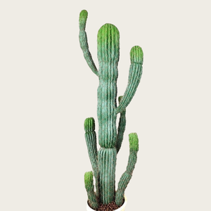 <span class=keywords><strong>Cactus</strong></span> de Columna de Dragón <span class=keywords><strong>Artificial</strong></span> Premium de Múltiples Cabezas para Merchandising Visual Comercial y Decoración de Oficina/Hogar/Hotel/Scenarios de Banquetes - Product Image 2