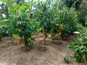 Piquets composites en fibre de verre de 1.5 m de long pour plantes 20 piquets composites pour jardin du fabricant - Product Image 5