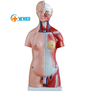 Medicina educativa para cuerpo humano, 45CM, maletero neutral, <span class=keywords><strong>23</strong></span> piezas, entrenamiento de enfermera, enseñanza, modelo de alta calidad - Product Image 2