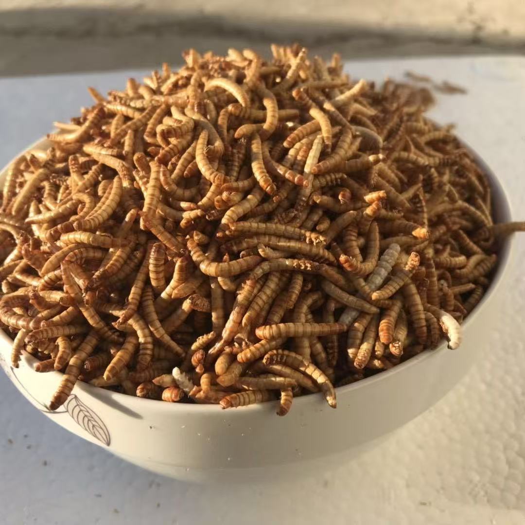 mealworms powder