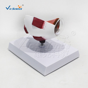 Modèle de section horizontale de l'hémisphère oculaire de qualité anatomique ; utilisé pour les démonstrations de communication médecin-patient en - Product Image 2