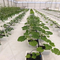 Système hydroponique de seau néerlandais de culture de fruits de légumes en plastique de haute qualité à faible coût