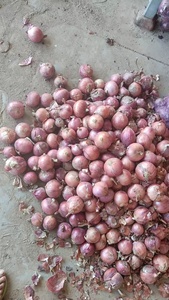 Hành tươi màu đỏ sẫm hành tím đỏ cung cấp từ trang trại hành tây Trung Quốc - Product Image 5