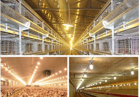Hontech gagne le prix IP67 pour ampoule LED sans scintillement 2700K-6000K pour système de cages d'élevage de poulets de chair