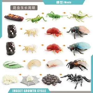 - simulation of insect animal growth cycle model leeches, cicadas, bees and spiders process scientific educational decoration