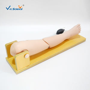 Modelo Anatómico de Punción Venosa Femoral y de Médula Ósea <span class=keywords><strong>Infantil</strong></span> para Escuelas de Formación en Ciencias Médicas, Material de PVC Ecológico - Product Image 6