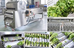 Ligne de découpe et de lavage pour laitues, choux, céleri et légumes à feuilles, avec machine de découpe en sections et laveuse par pulvérisation - Product Image 2