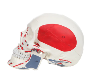 Modelo de Cráneo Humano de Tres Partes, Tamaño Real, Material de PVC de Alta Calidad, con Números y Origenes Musculares, para Entrenamiento de Enfermería, 48 Piezas - Product Image 3