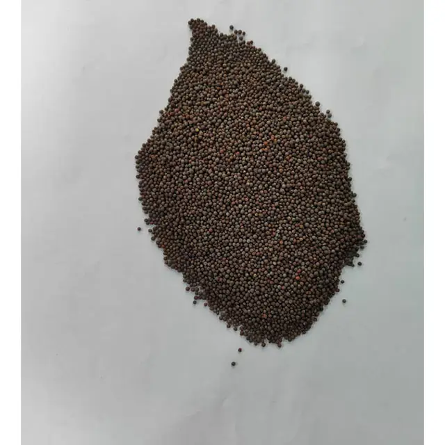 Produto premium, recém chegado qualidade fresca 2023 crop a granel venda de sementes de lama do fabricante indiano