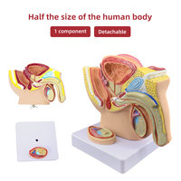 Modelo Anatómico Sagital Medio de Pelvis Masculina Pequeña, Modelo de Demostración Médica del Sistema Reproductivo Masculino