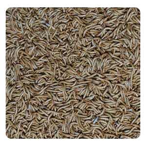 Kirlilik içermeyen yüksek kaliteli <span class=keywords><strong>Pet</strong></span> gıda mikrodalga kurutulmuş siyah sinek sinekler larva kuru gıda-kuşlar için sarı Mealworms - Product Image 3
