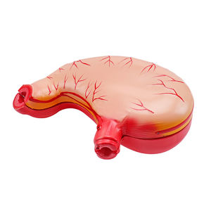 Школа и больница, обучающая ПВХ пластиковая анатомическая модель желудка человека, модель желудка - Product Image 3