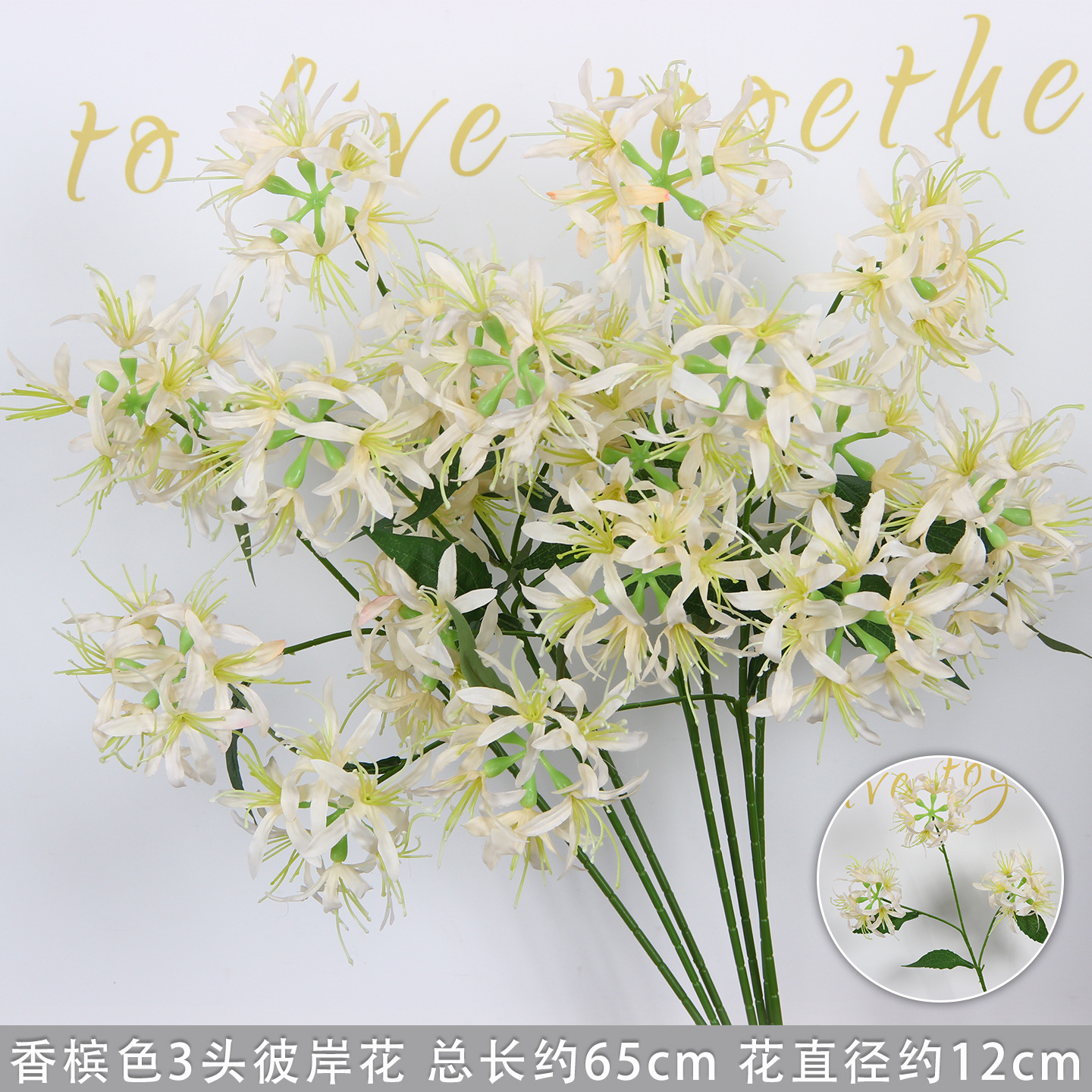 Champagne-colored three-headed spider lily stem