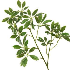 Plante artificielle Schefflera en soie, verdure pour décorations de mariage et de maison, écologique, moulage par injection, origine Chine - Product Image 4