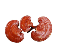 Échantillon OEM disponible poudre de spores cassées de coquille de champignon Reishi poudre d'extrait de champignon Reishi poudre de champignon Reishi