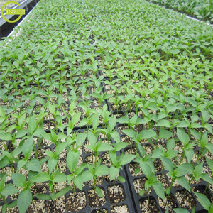 <span class=keywords><strong>Plaque</strong></span> de <span class=keywords><strong>germination</strong></span> de semis de haute qualité à utiliser - Product Image 6