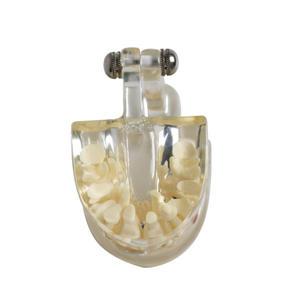 Modelo de Dientes Permanentes Primarios para Pacientes Dentales Pediátricos, Cristal Transparente, Herramienta de Comunicación Médico-Paciente, Ciencia Médica - Product Image 2