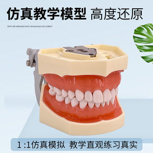 Modèle dentaire, moule dentaire, pratique et examen dentaire, joint en résine, amovible, préparation standard de dents prothétiques - Product Image 4