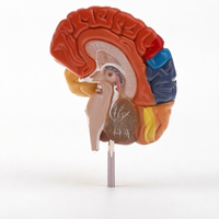 Modèle d'anatomie du cerveau humain à sections sagittales multicolores pour l'enseignement