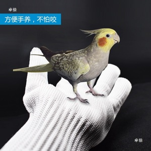Gants de protection pour la manipulation des perroquets, gants pour perroquets tigrés et pivoineux, accessoires pour oiseaux, gants en fil d'acier - Product Image 4