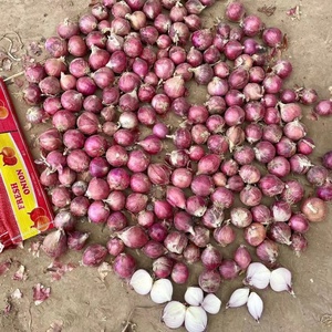 Exportador de Cebolla Blanca Fresca en China, Venta al por Mayor a Precio Económico, Exportación de <span class=keywords><strong>Verduras</strong></span> de Cebolla Fresca a la República Democrática <span class=keywords><strong>del</strong></span> Congo desde China - Product Image 4