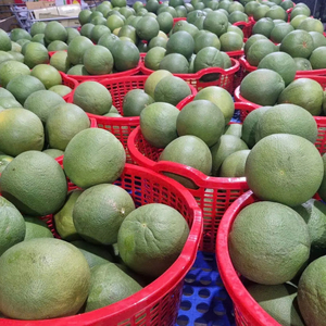 Pomelo Fresco Premium con Cáscara Verde |   Exportador Mayorista de Vietnam |   Fruta Cítrica de Pulpa Rosa Dulce y Jugosa Sin Semillas, 60-90 Días - Product Image 1
