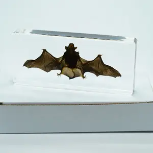 Morcego de resina da ciência médica de animais, testemunho biológico bordado para escola