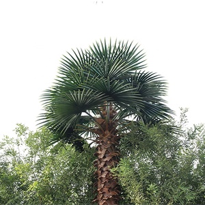 Decoración <span class=keywords><strong>de</strong></span> coco árbol Artificial <span class=keywords><strong>de</strong></span> <span class=keywords><strong>la</strong></span> <span class=keywords><strong>planta</strong></span>, - Product Image 1