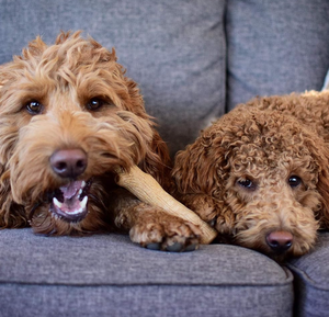 Jouet à mâcher pour <span class=keywords><strong>chien</strong></span> interactif en bois naturel bon marché et durable en gros pour nettoyer les dents des chiens - Product Image 6