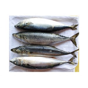 Giá tốt nhất bán trên đông lạnh toàn bộ Thái Bình Dương Cá Thu cá Tên khoa học scomber japonicus Chất lượng cao Cá - Product Image 3